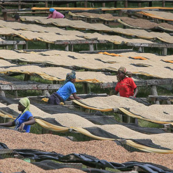 Rwanda Rulindo - Tumba