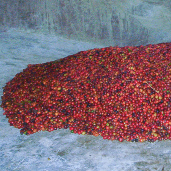 Tanzania Mara - Tarime Peaberry (half pound)