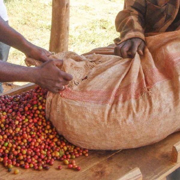 Tanzania Mara - Tarime Town AA