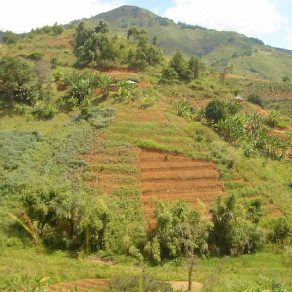 Tanzania Mbeya - Shiwanda Estate