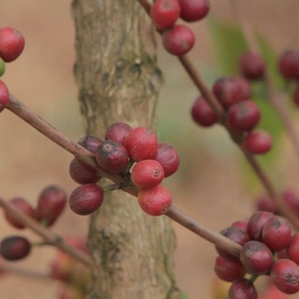 Tanzania Mbozi - Lukululu Peaberry
