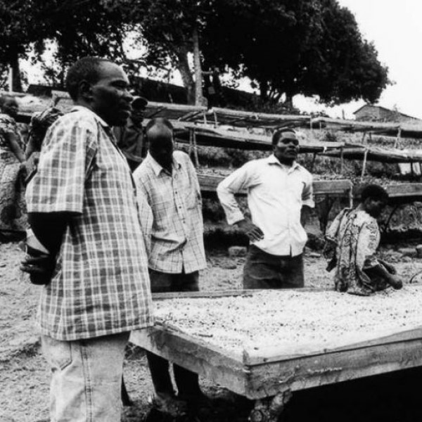 Tanzania Ngorongoro - Karatu Peaberry